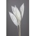 ASPIDISTRA 22" BLEACHED